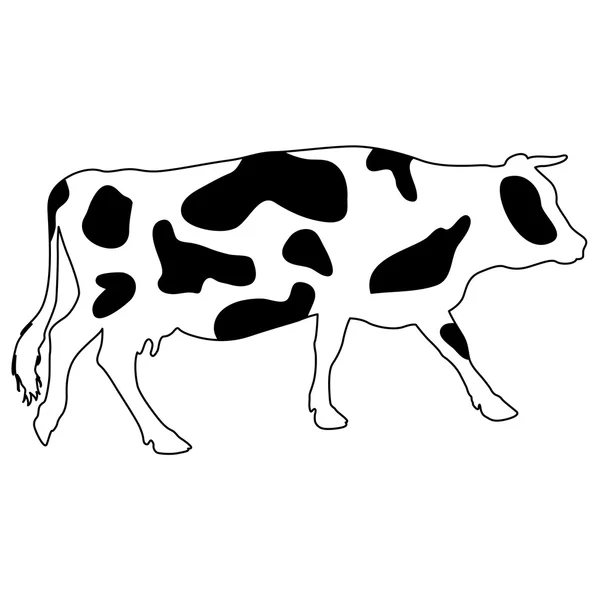 Silhouettes of spotted cow. Vector illustration. — Stock Vector