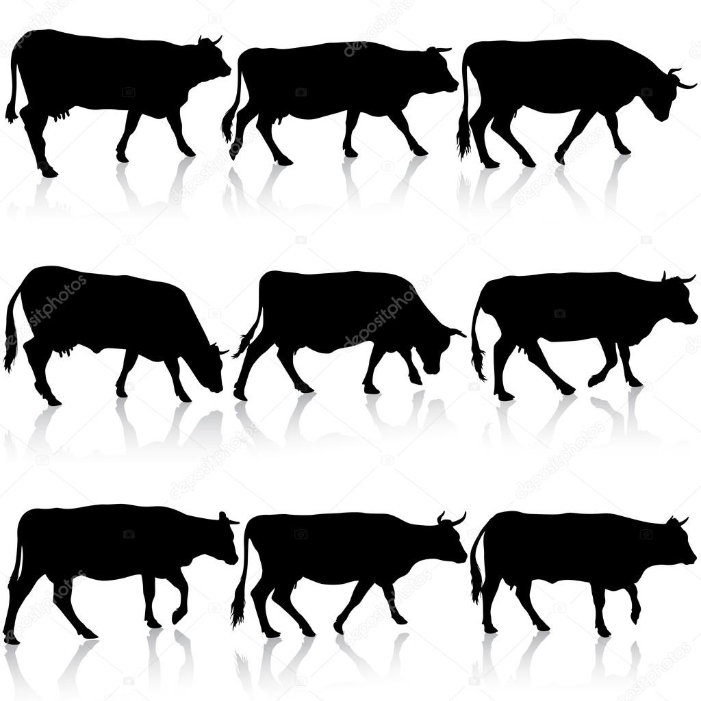 Collection  black silhouettes of cow. Vector illustration.