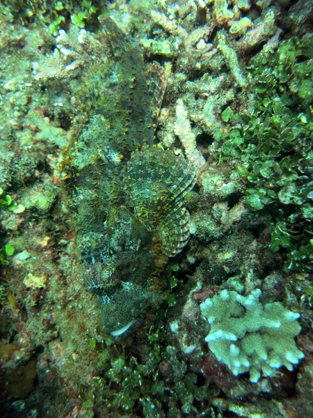 Recife de coral prosperando vivo com vida marinha e peixes, Bali . — Fotografia de Stock