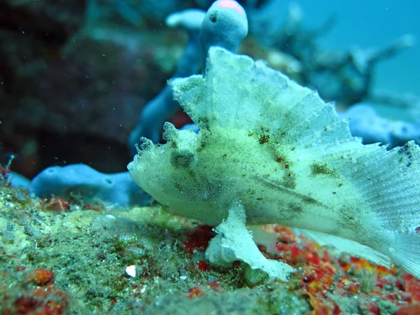 Bloeiende koraal rif leven met zeeleven en vis, Bali. — Stockfoto