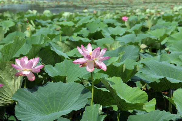 Hermosa flor de loto Lejano Oriente — Foto de Stock