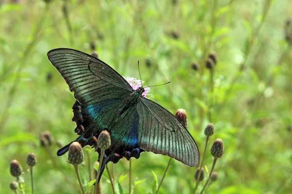 Mariposa, cola de golondrina negra sobre una flor roja . —  Fotos de Stock