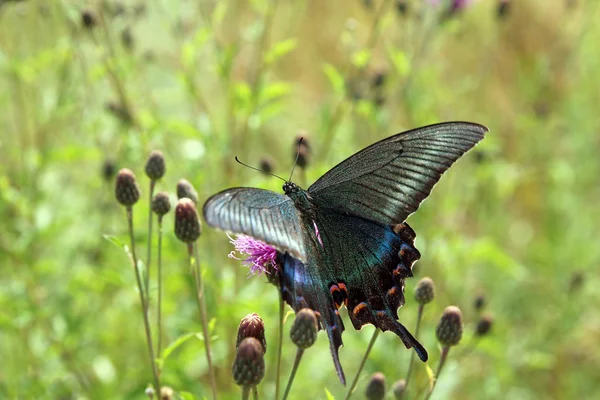 Schmetterling, schwarzer Schwalbenschwanz auf roter Blume. — Stockfoto