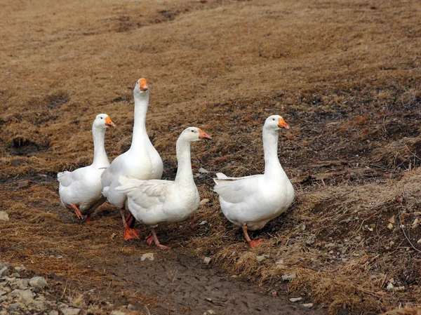 Heimische weiße Gänse auf einem Spaziergang über die Wiese. — Stockfoto