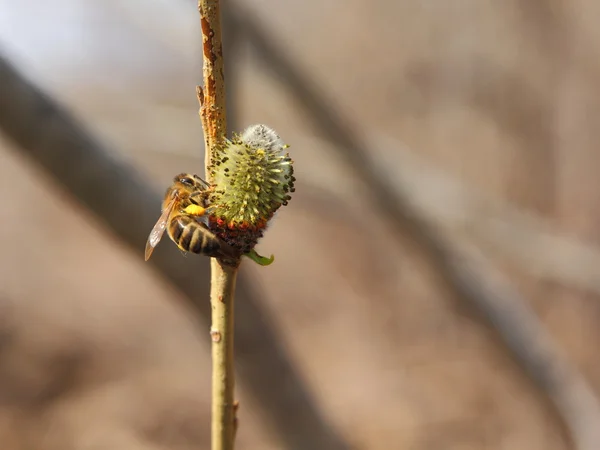 Bee s'assit sur un arbre — Photo