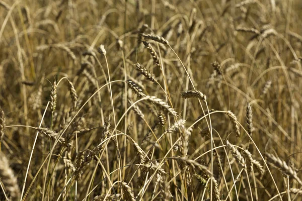 Grão amarelo pronto para a colheita crescendo em um campo de fazenda — Fotografia de Stock