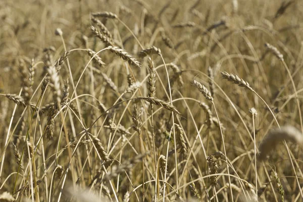 Grão amarelo pronto para a colheita crescendo em um campo de fazenda — Fotografia de Stock