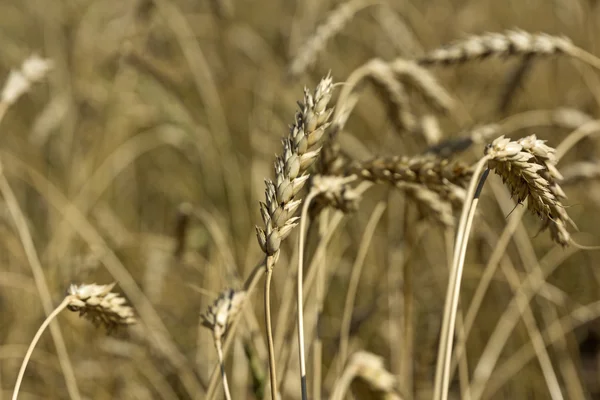 Grão amarelo pronto para a colheita crescendo em um campo de fazenda — Fotografia de Stock