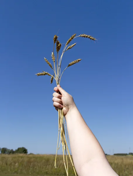 Рука держит колосья пшеницы на голубом небе — стоковое фото