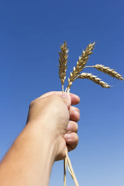 Hand holding ears of wheat against blue sky Royalty Free Stock Photos