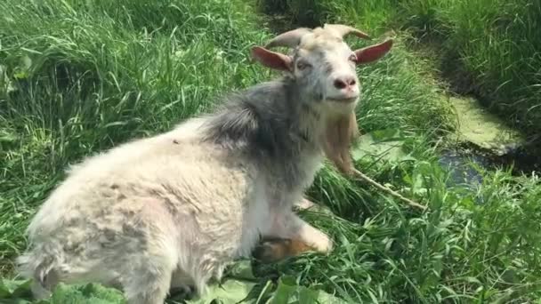 Vieille chèvre avec une barbe broute sur une corde .