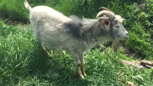 Old goat with a beard grazes on a rope. — Stock Video