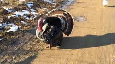 büyük siyah Türkiye tüyler fluffed onların