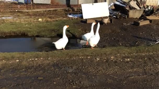 Trei gâște albe domestice merg pe teren — Videoclip de stoc