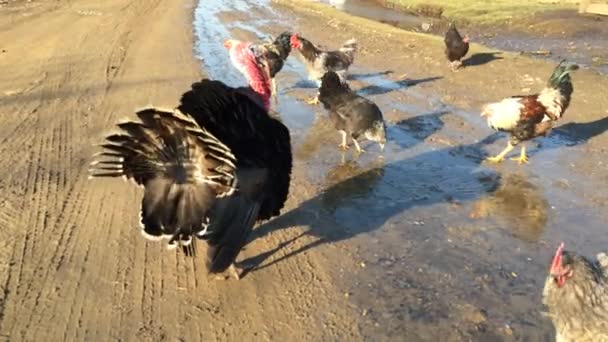 Big black turkey feathers fluffed their — Stock Video