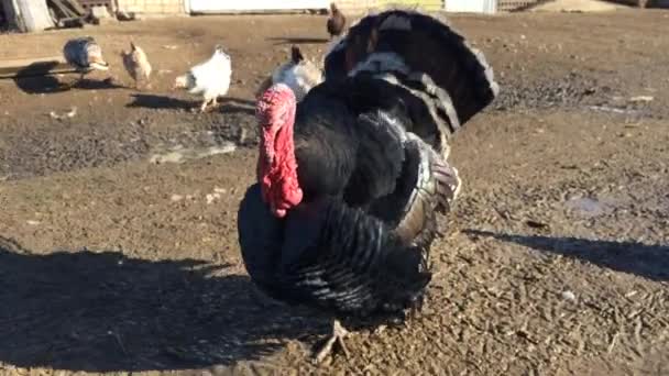 Big black turkey feathers fluffed their — Stock Video