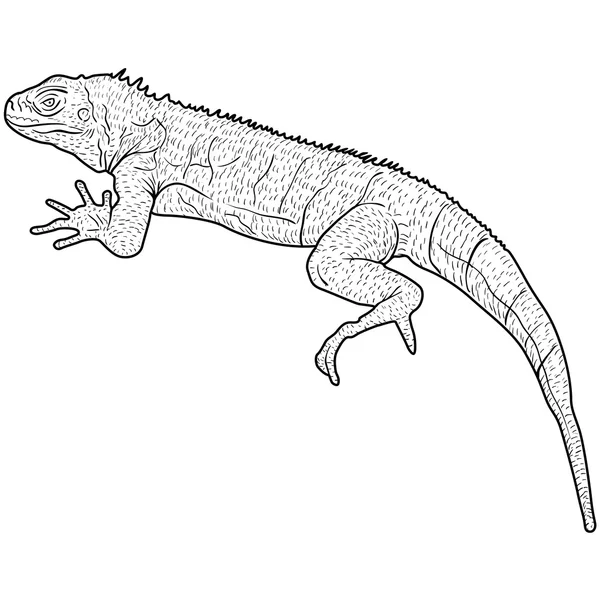 Lizard is goanna silhouette on a white background. Vector illustration — Stock Vector