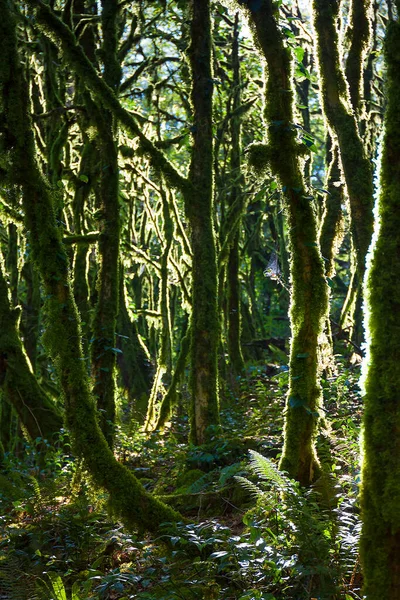 beautiful landscape with forest jungle trees. wonderland fairy tale scenery . sun shines through the moss covered trees