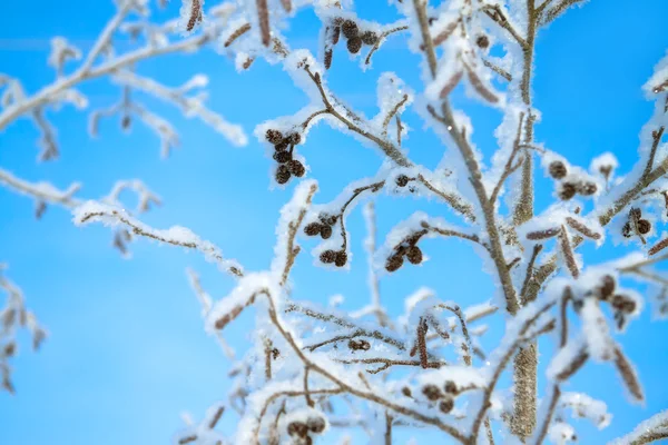 Tree  in the winter covered with snow on background the blue sky