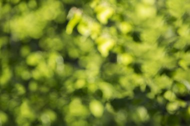 bulanık doğa arka plan