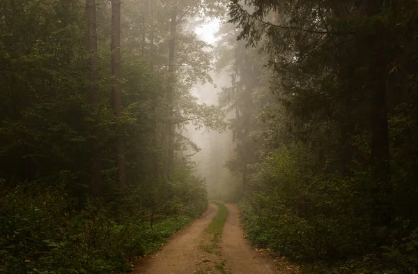 Mistige bos weg — Stockfoto