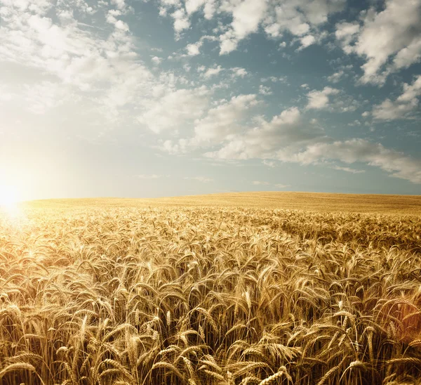 Champ de blé vide au coucher du soleil avec espace de copie — Photo