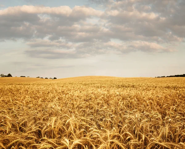 Empty wheat field — Stock Photo, Image