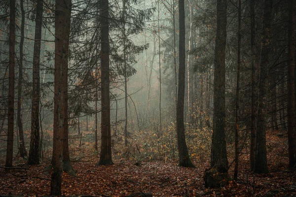 Moody Lege Bos Achtergrond Een Mistige Ochtend Met Kopieerruimte — Stockfoto