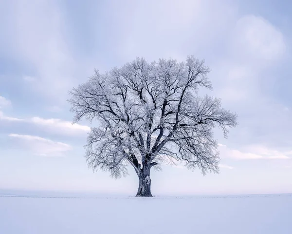 Einzelne Eiche Einem Wintermorgen Mit Kopierraum Stockfoto