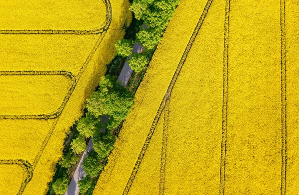 Luftaufnahme Einer Straße Durch Das Rapsfeld Naturhintergrund Mit Kopierraum Stockbild