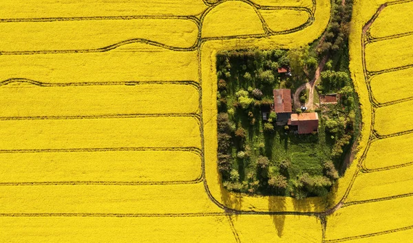 Luftaufnahme Eines Bauernhofs Inmitten Des Rapsfeldes Mit Kopierfläche Stockbild