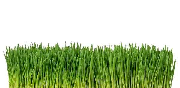 Nahaufnahme Von Frischem Gras Isoliert Auf Weißem Hintergrund Stockfoto
