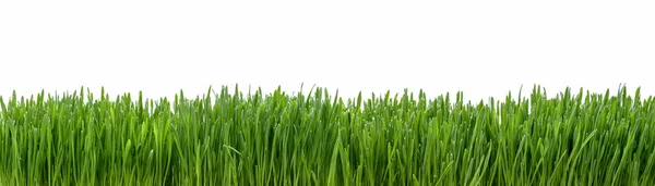 Panoramic View Fresh Grass Isolated White Background — Stock Photo, Image