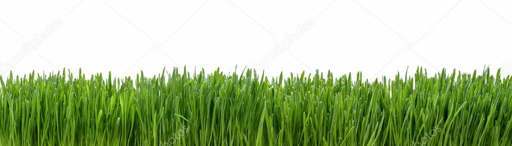 Panoramablick Auf Frisches Gras Isoliert Auf Weißem Hintergrund Stockbild