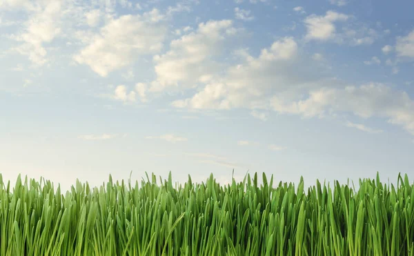 Nahaufnahme Von Frischem Gras Über Blauem Himmel Hintergrund Mit Kopierraum Stockbild