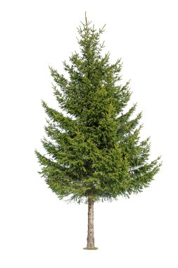 Tree isolated on white background clipart