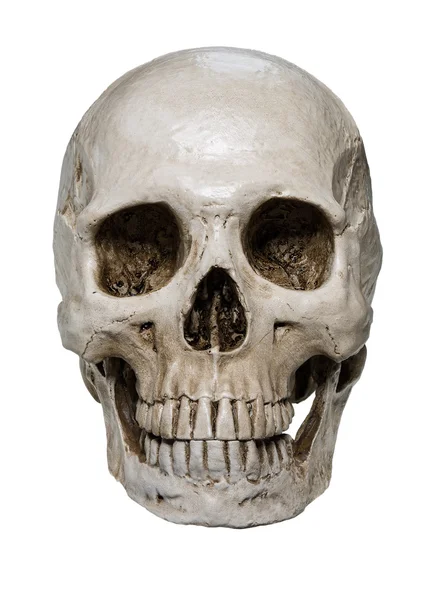 Close up van menselijke schedel — Stockfoto
