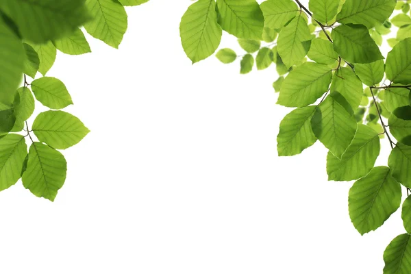 Primer plano de hojas verdes, primaverales aisladas sobre fondo blanco —  Fotos de Stock