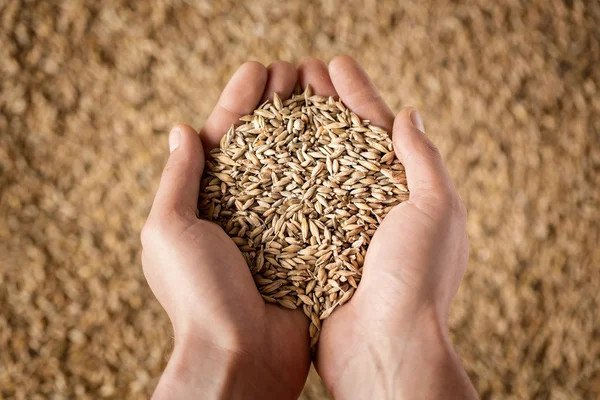 Gros plan des mains de l'agriculteur tenant des grains de blé — Photo