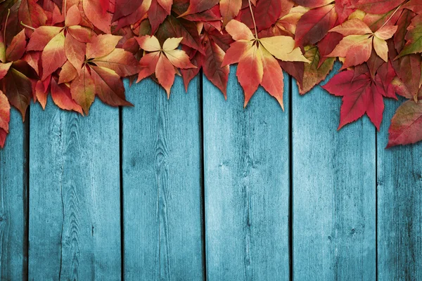 Autumn background — Stock Photo, Image