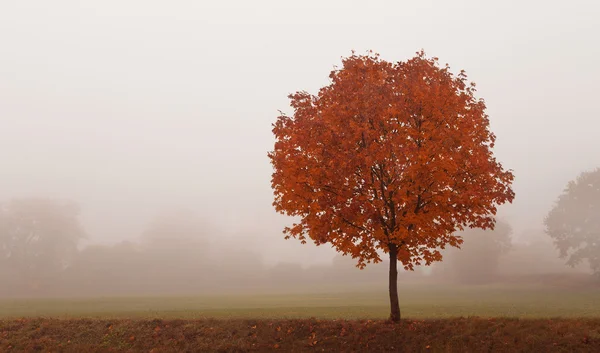 Otoño paisaje rural — Foto de Stock