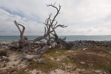 Atlantik Okyanusu vahşi tarafı beach