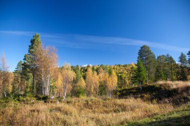Norveç doğa manzaraları