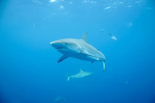 Tubarão branco subaquático mar do caribe — Fotografia de Stock