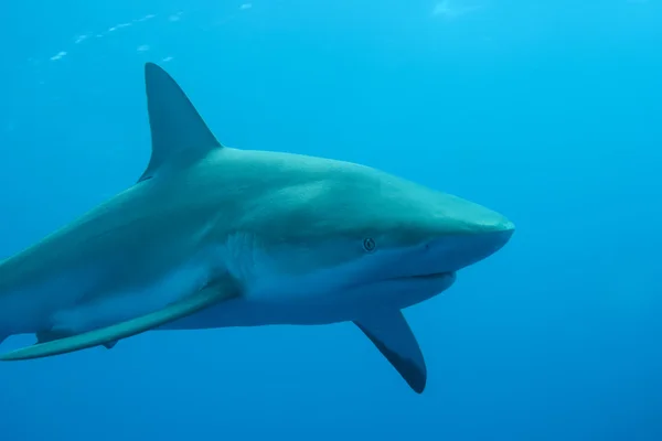 Tubarão branco subaquático mar do caribe — Fotografia de Stock