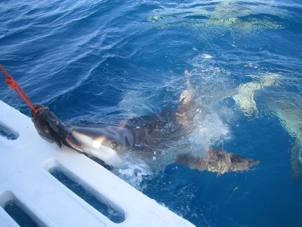 Λευκός καρχαρίας υποβρύχια Καραϊβική Θάλασσα — Φωτογραφία Αρχείου