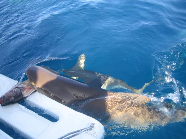 白いサメ水中カリブ海 — ストック写真