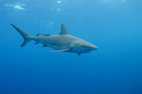 Squalo bianco mare caraibico subacqueo — Foto Stock