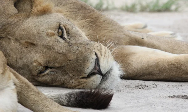 León salvaje peligroso mamífero África sabana Kenia — Foto de Stock