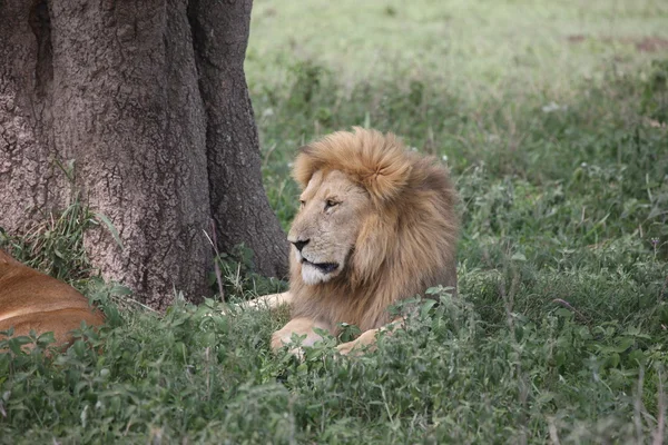 Leão macho selvagem perigoso mamífero áfrica savana Quênia — Fotografia de Stock